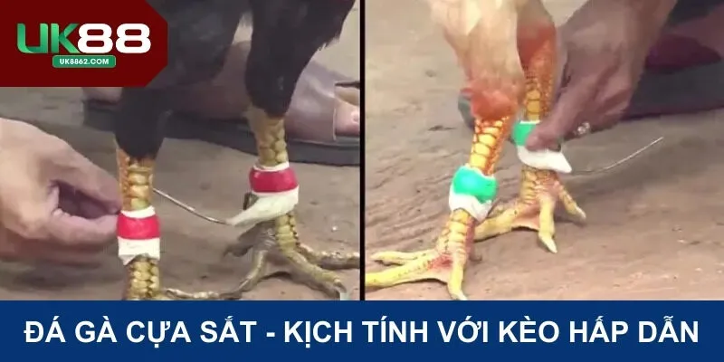 Đá gà cựa sắt tại UK88