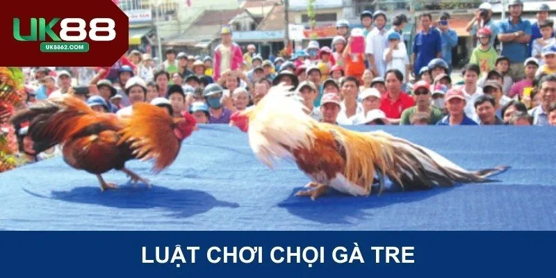 Luật chơi chọi gà tre